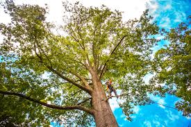 Best Arborist Consultation Services  in Brockway, PA